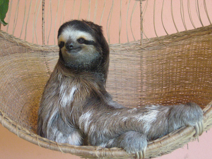 A Costa Rican sloth