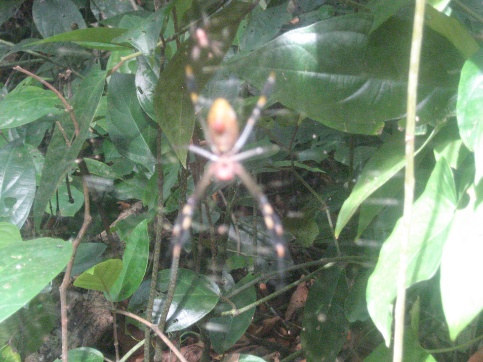 Spider in Costa Rica